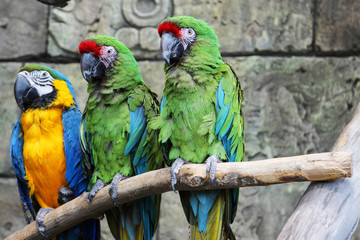 Three parrots blue-yellow and green sitting on a branch in jungle