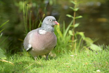 Common Wood Pigeon, Wood Pigeon, Columba palumbus