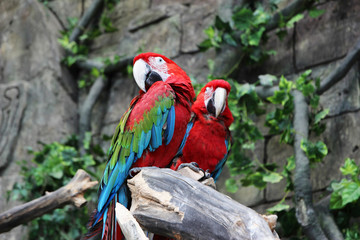 A pair of red macaws  perched in jungle © Agnes
