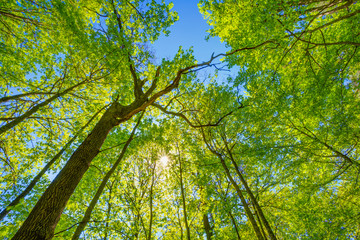 Fototapeta premium Spring Sun Shining Through Canopy Of Tall Trees. Upper Branches 