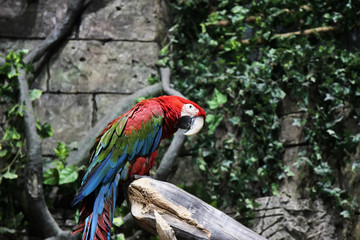 Red parrot ara sitting on a branch in jungle