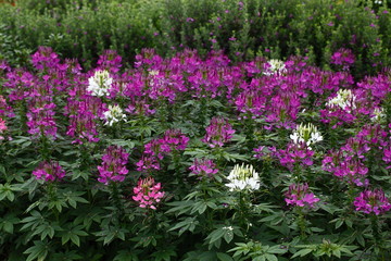 Fototapeta premium Flower