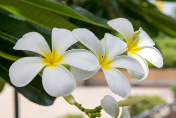 Obraz na płótnie Canvas Frangipani tropical flowers, Plumeria flowers fresh