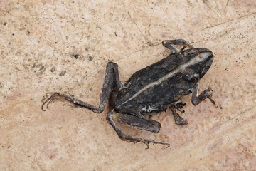 dead frog