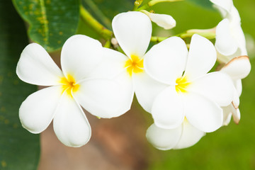 Fototapeta na wymiar White flowers on trees