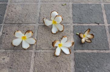 Fototapeta na wymiar white and yellow Plumeria (frangipani flowers, Frangipani, Pagoda tree or Temple tree) on natural background.