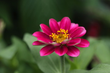 Obraz premium pink Flower