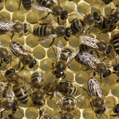 Bees build honeycombs