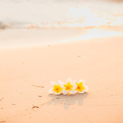 Fototapeta na wymiar Flower on the sand