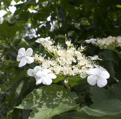 Flowers of Viburnum.
Viburnum flowers are small and in the middle of the inflorescence.