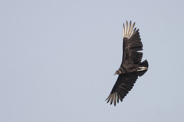 Black Vulture in flight