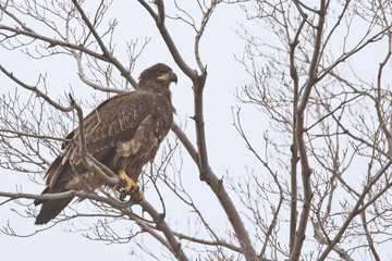 Juvenile Bald Eagle in a tree