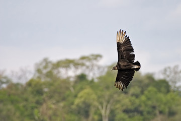 Black Vulture in flight over tropical forest