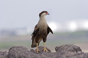 Crested Caracara on the ground