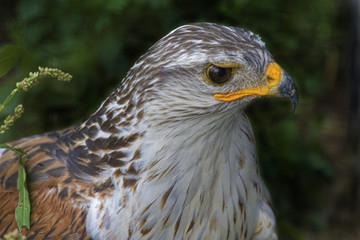 Ferriginous Hawk mantling on the ground
