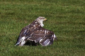 Ferriginous Hawk mantling on the ground