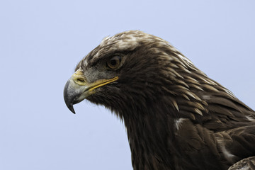 Portrait image of a Golden Eagle