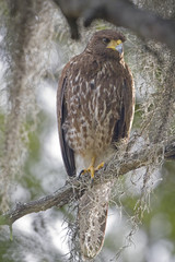 Juvenile Harris Hawk perched in a tree