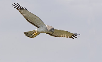 Male Northern Harrier in flight