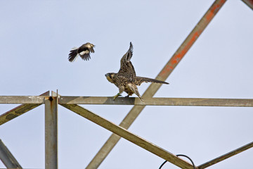 Juvenile Peregrine Falcon buzzed by a Northern Mockingbird