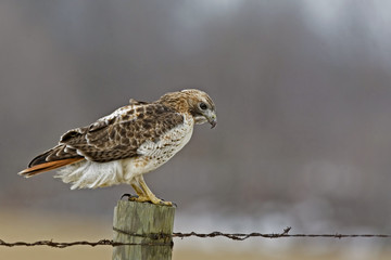 Red-tailed Hawk in a stately pose © Harold Stiver