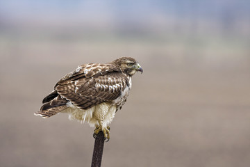 Red-tailed Hawk in an alert state