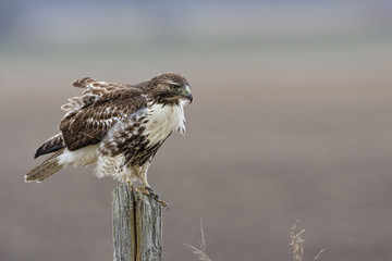 Red-tailed Hawk in an alert pose