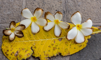 white and yellow Plumeria  (frangipani flowers, Frangipani, Pagoda tree or Temple tree) on natural background.