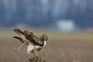 Red-tailed Hawk defecates before flight