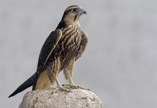 Lagger Falcon perched on a rock