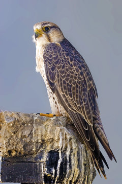 Lanner Falcon perched on a rock