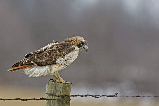 Red-tailed Hawk in a stately pose