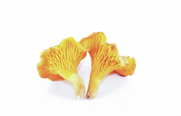 Chanterelle