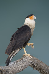 Vertical view of a Crested Caracara perched in a tree