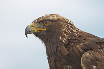 Portrait view of a Golden Eagle