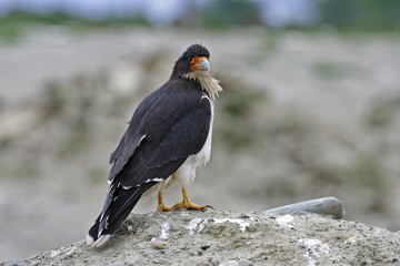 White-throated Caracara standing on the ground