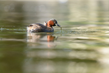 Little Grebe with nestlings