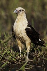 Vertical of an alert Yellow-headed Caracara
