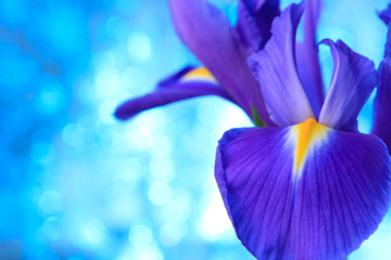 Beautiful blue iris flowers background - Powered by Adobe