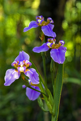 Walking Iris or Apostle's Iris, Brazilian flower widely used in