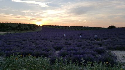 Fototapeta premium Campi di lavanda al tramonto