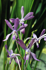 Species of orchid one of the largest botanical families