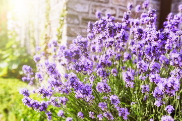 Closeup of lavender flowers
