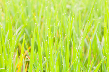 Water droplets perched atop the grass.
