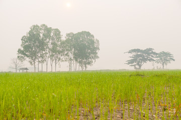 Trees in rice fields