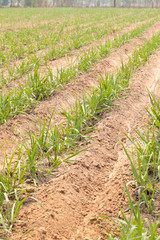 Agricultural lands for sugarcane cultivation