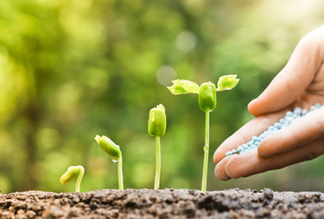hand of a farmer giving fertilizer to young green plants growing in germination sequence / nurturing baby plant with chemical fertilizer