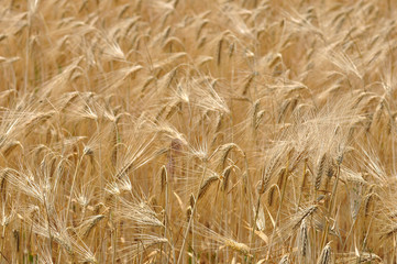 Wheat field