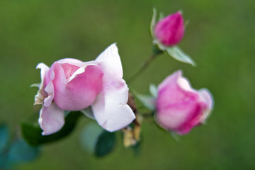 Pink roses bush