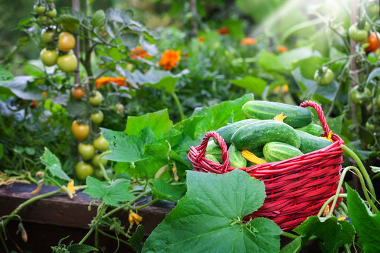 Gurkenernte am Hochbeet, Tomaten
